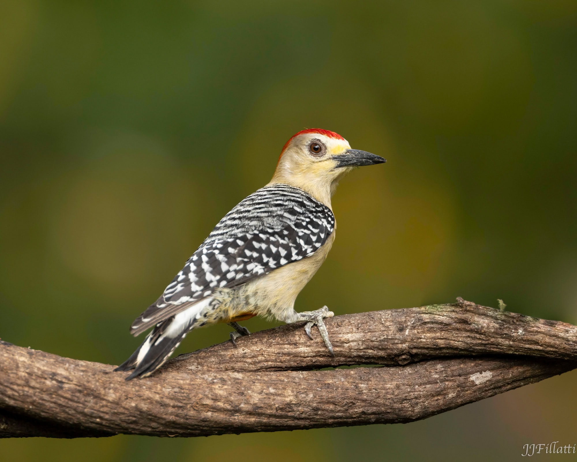 bird of colombia image 71